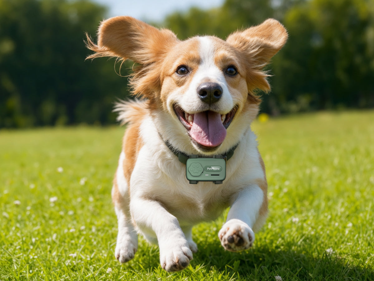 PetPhone User